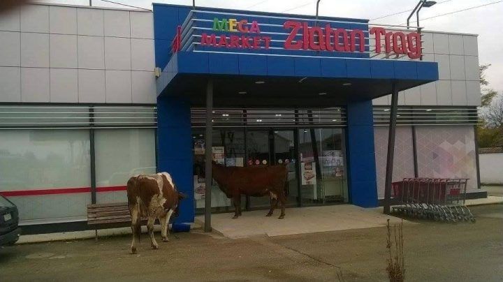 ČULE ZA SNIŽENJE? Pošle krave u supermarket ČULE ZA SNIŽENJE? Pošle krave u supermarket