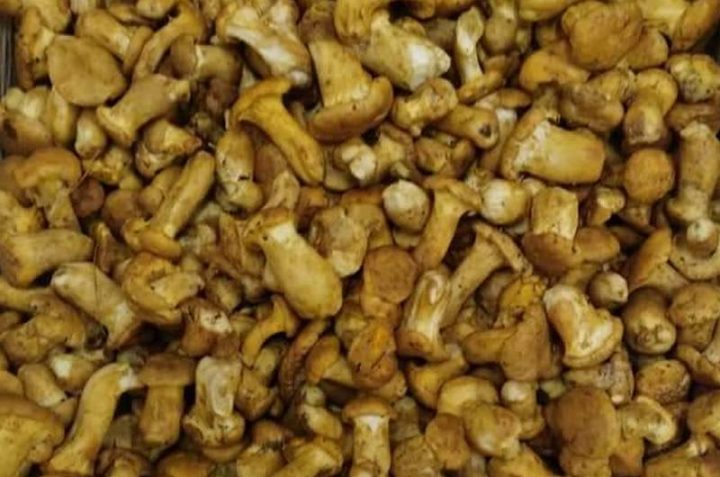Šume pune ljudi, pečurke izvor zarade na jugu Srbije Šume pune ljudi, pečurke izvor zarade na jugu Srbije