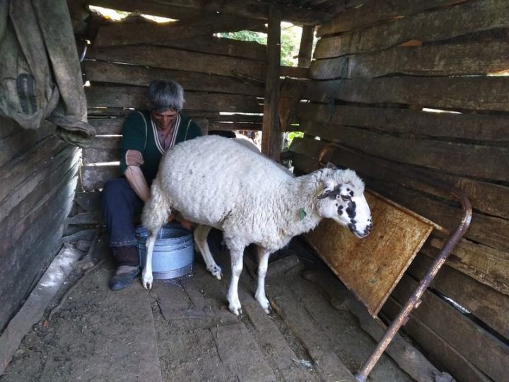 Kad ljudi nema i vuk je gost Kad ljudi nema i vuk je gost