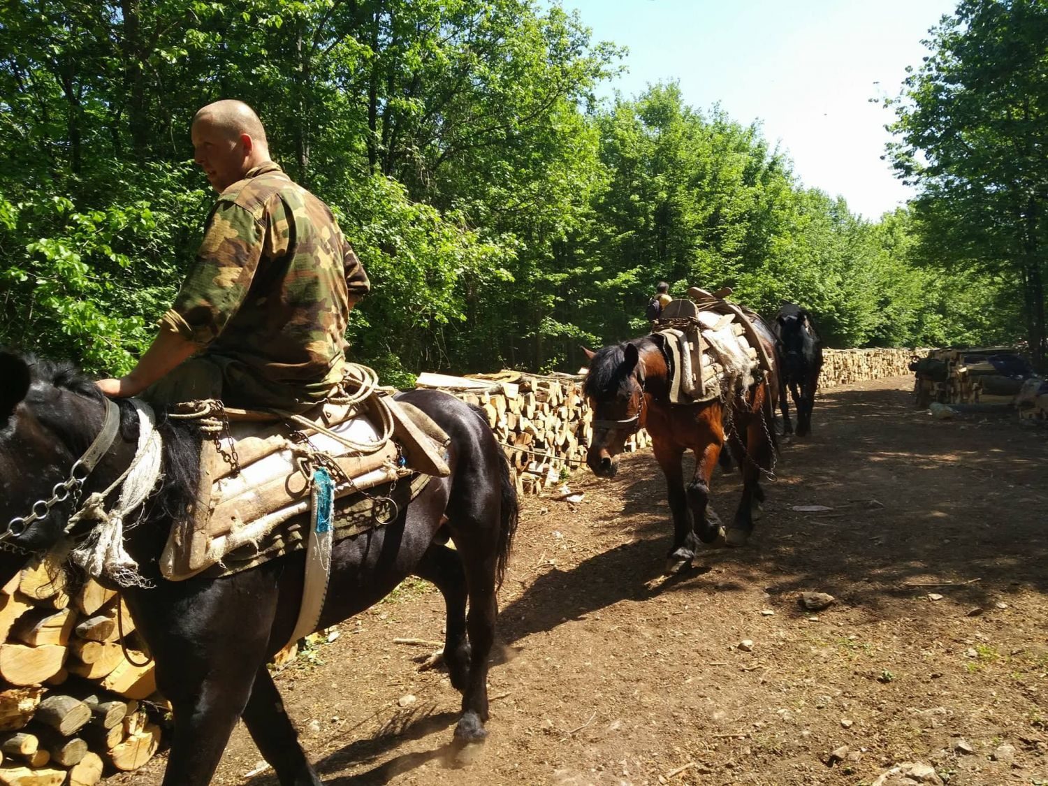 Samaraši iz Bosne nezamenljivi u sprskim šumama Samaraši iz Bosne nezamenljivi u sprskim šumama