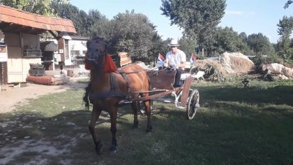 Bokserske rukavice zamenio uzdama (JUGMEDIA TV) item-thumbnail