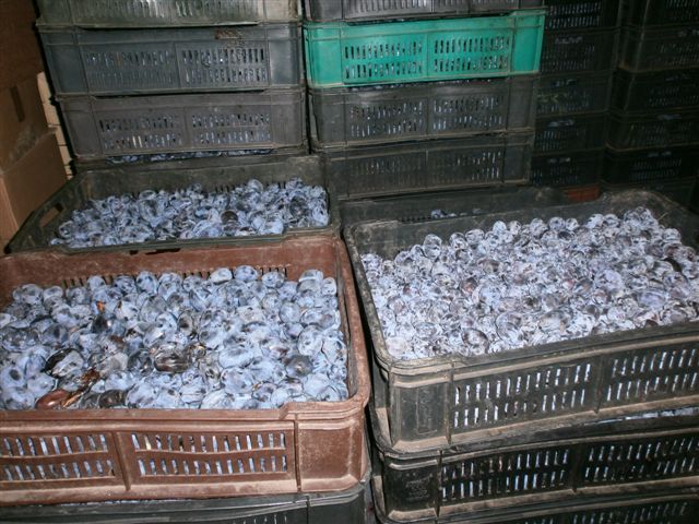 Šljive iz Lebana na tržištima Turske, Holandije, Nemačke..