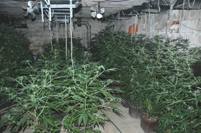 Policija zaplenila fabriku marihuane od 100 hiljada evra