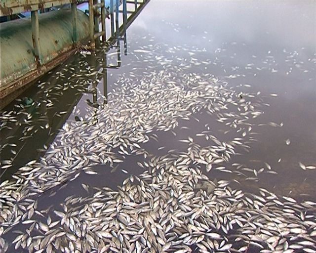 Ko je kriv za pomor tone ribe u Aleksandrovačkom jezeru?