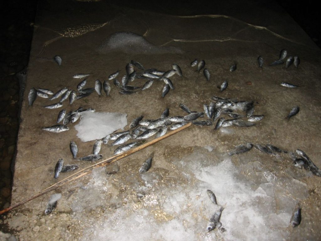 Prijava „Veternici“ zbog pomora riba u Aleksandovačkom jezeru
