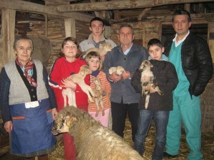 U Čučalu ponovo rekord – ovca Belka ojagnjila pet jaganjaca