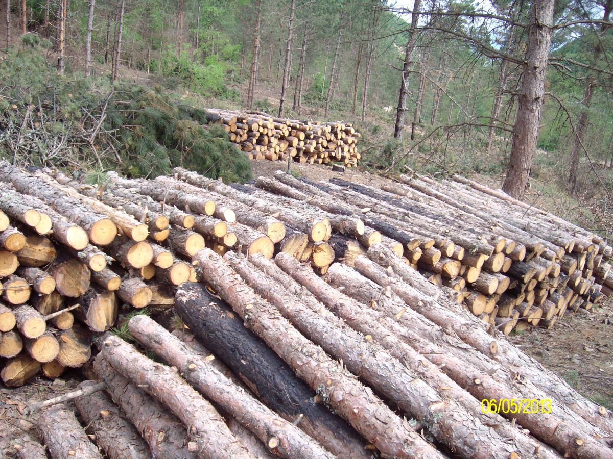 Traže zaštitu planine Kukavica od drvoseča