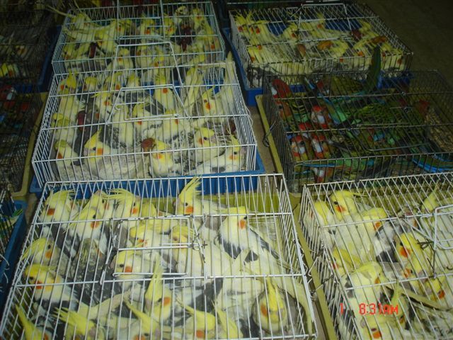 Zaplenjeni kavezi sa retkim papagajima