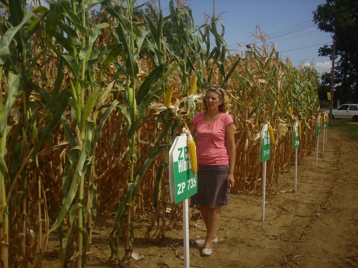 Kasna suša prepolovila rod kukuruza u Pčinjskom okrugu