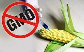 Protest – stop GMO
