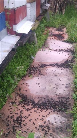 Voćari uništili pčele u preko 400 košnica