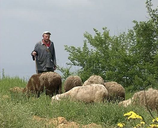 U Stupnici otrovane ovce?