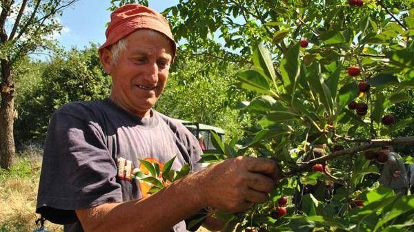 Oblačinska višnja štiti poreklo