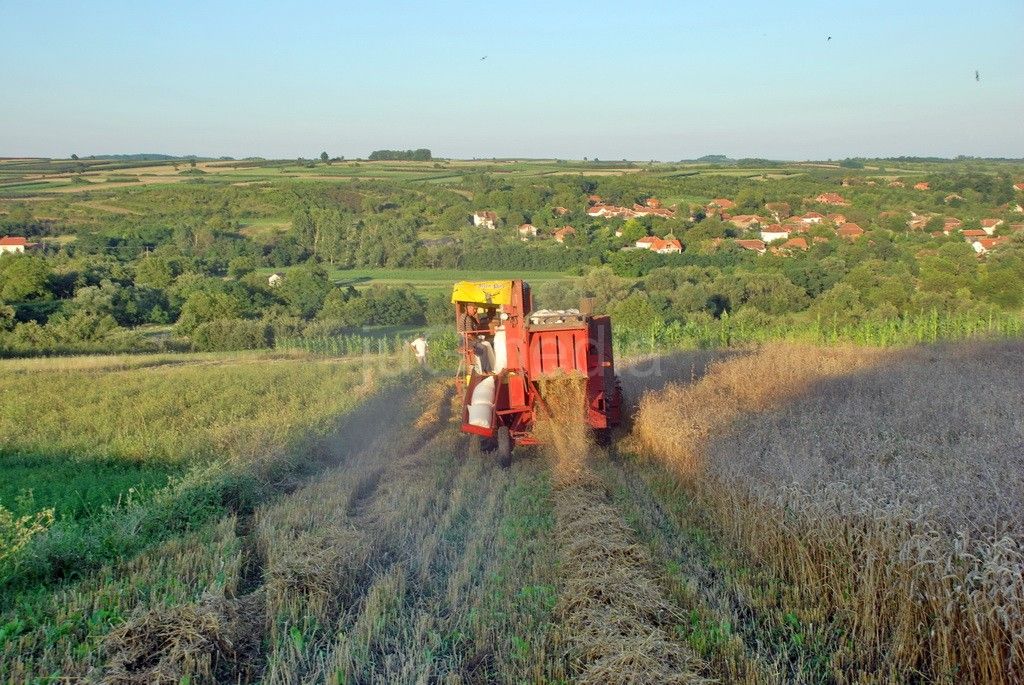 Počela žetva u Prokuplju