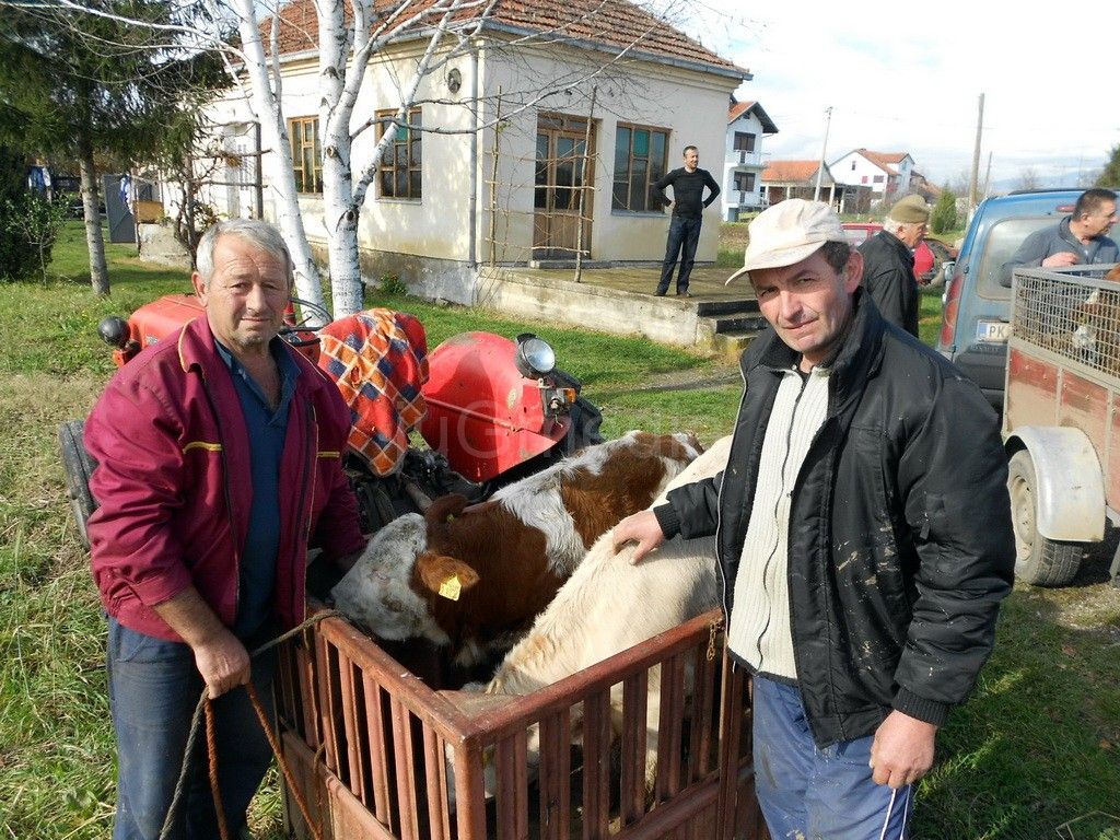 Stočarima telad na poklon