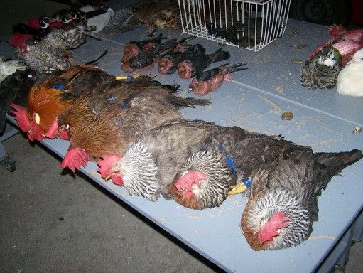 Makedonac krijumčario kokoške i druge ptice