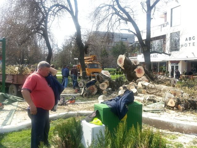 Posečen stari javor u centru Leskovca