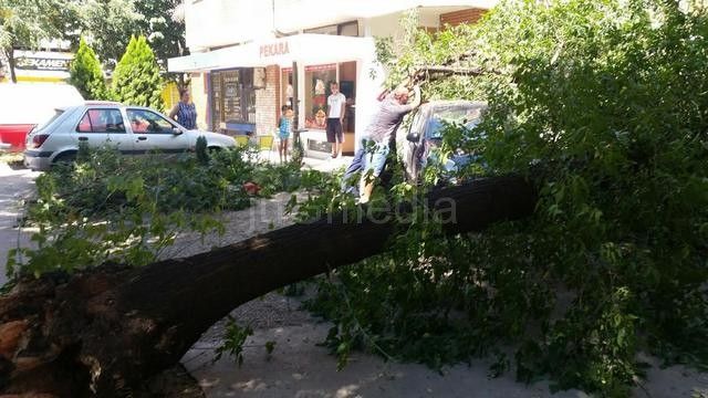 Stablo u Radničkom oštetilo tri automobila i izazvalo nezapamćen potres
