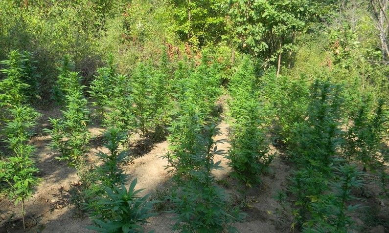 Otkriveno polje marihuane kod Bojnika