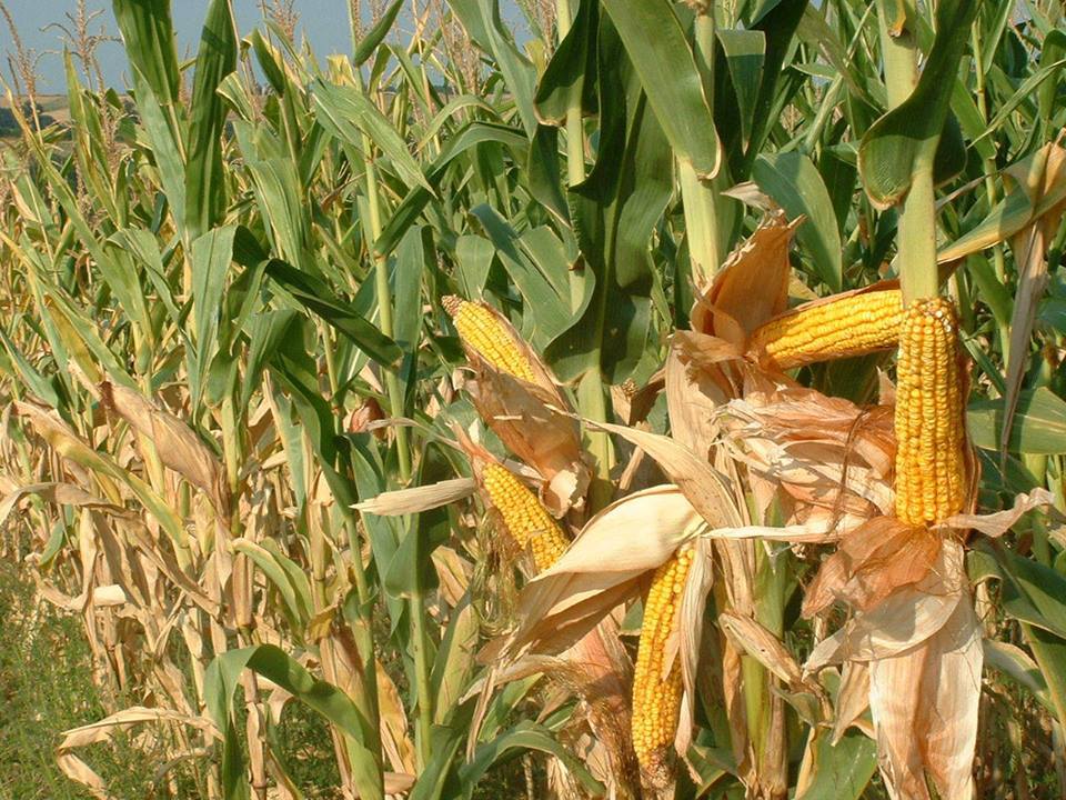 Šteta od MILIJARDU DINARA zbog suše na poljoprivrednim kulturama u Leskovcu