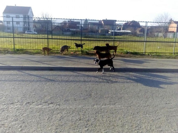 psi u blizini skole