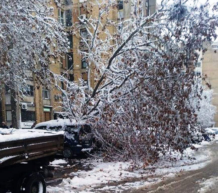 Drvo palo na automobil