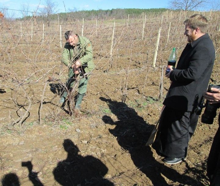 rezanje loze-vinogradari