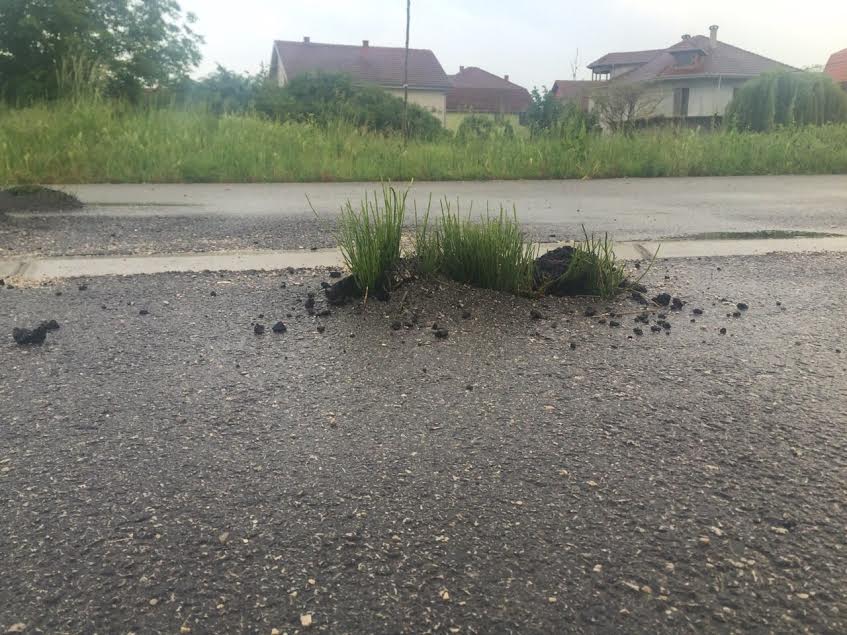 Kako je trava pobedila obilaznicu (FOTO)