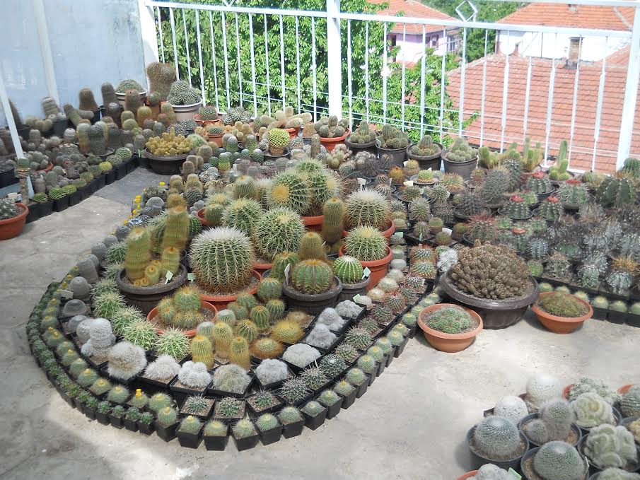 kaktus_kaktusi