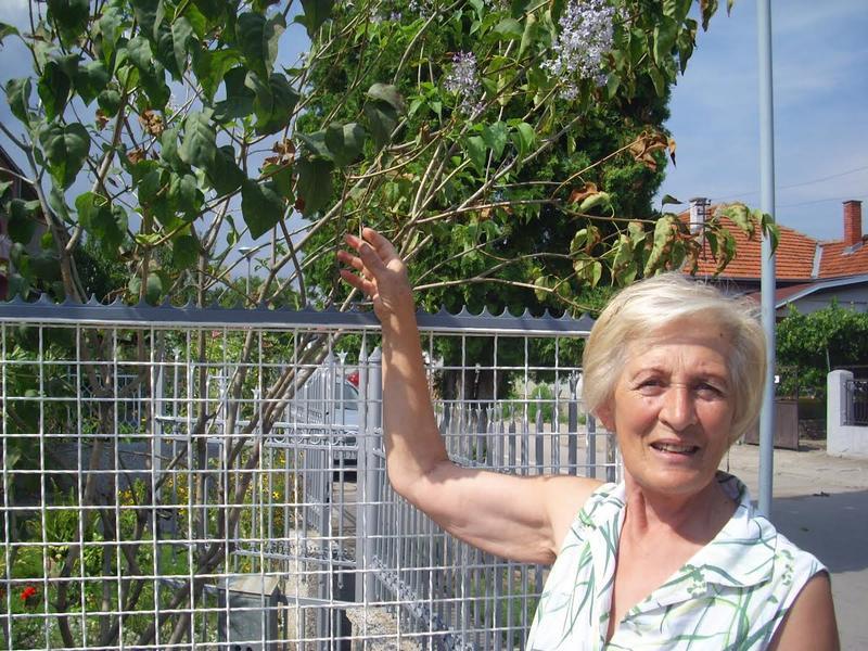 Ponovo procvetao jorgovan u dvorištu Zorice Ćirić