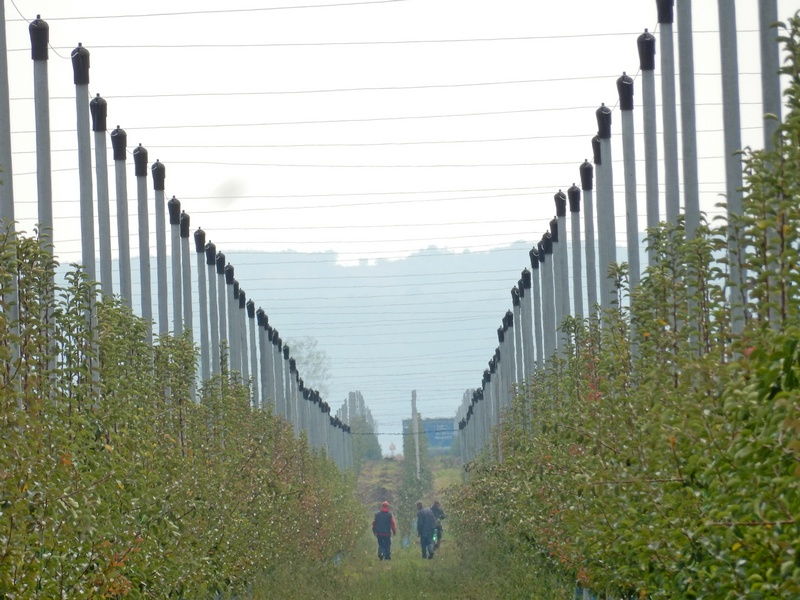 Iza kupovina leskovačke plantaže stoji beogradski tajkun