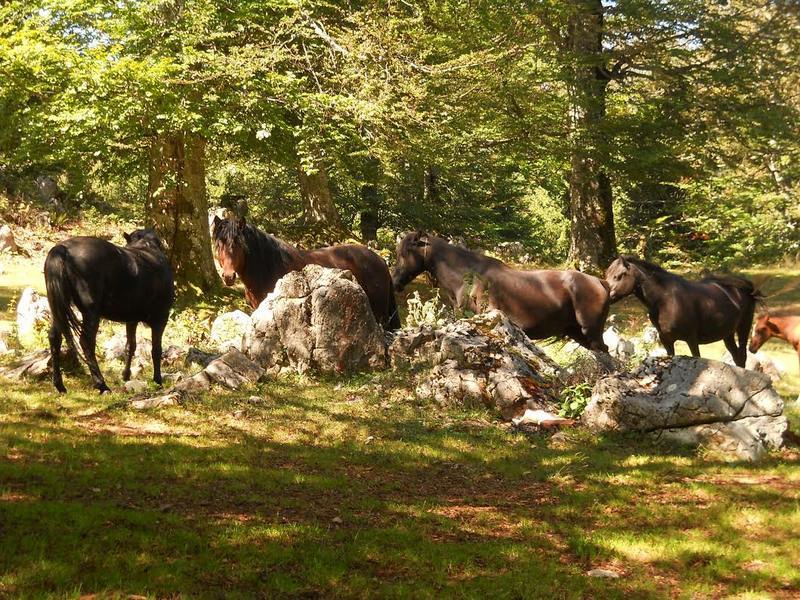 Konji u „sampasu“ atrakcija Suve planine