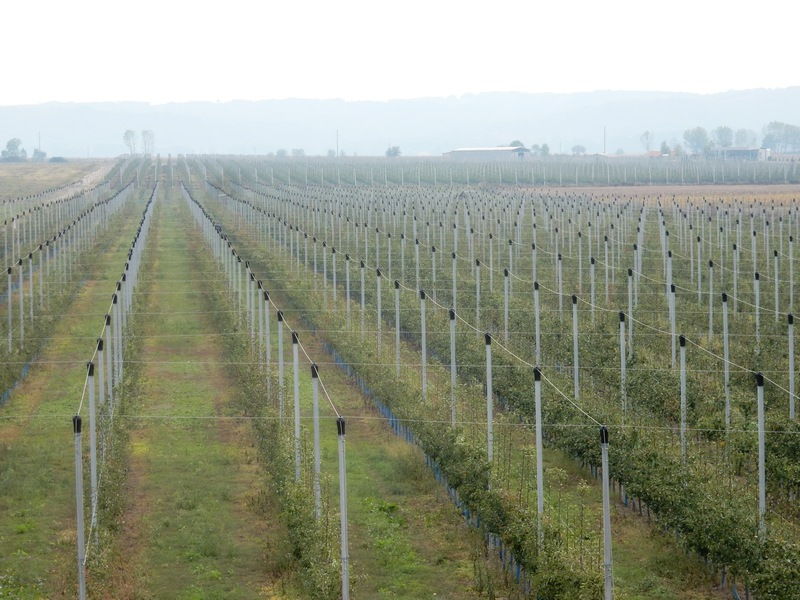 Beograđanin kupio Navipovu „Plantažu“ u Leskovcu