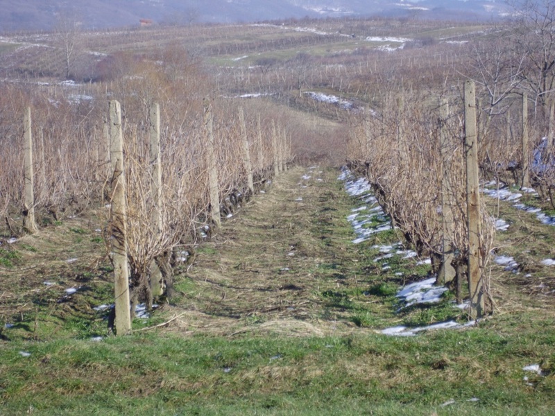 Rezanje loze u kozaračkom vinogorju