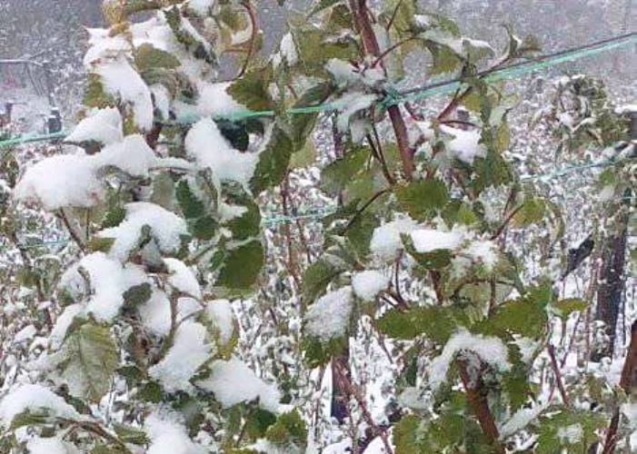 Malinari i Jagodari: Danas posmatramo, plakaćemo sutra