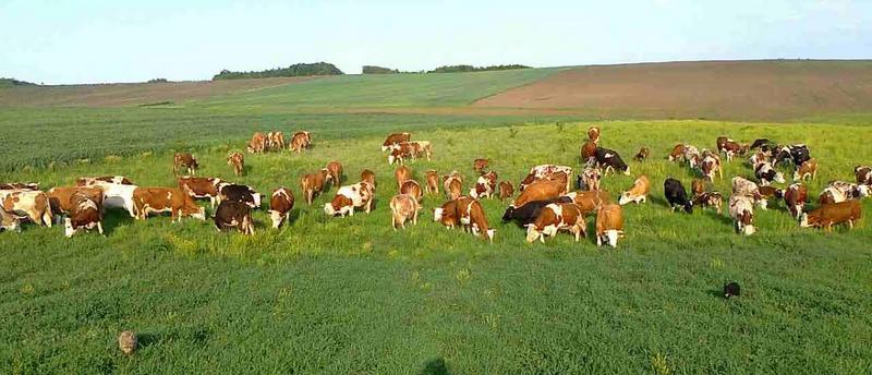 Sve manje goveda, koza i svinja na jugoistoku Srbije