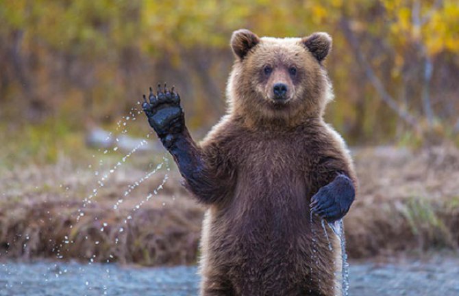 Medved šetao ulicama, ljudi u panici!