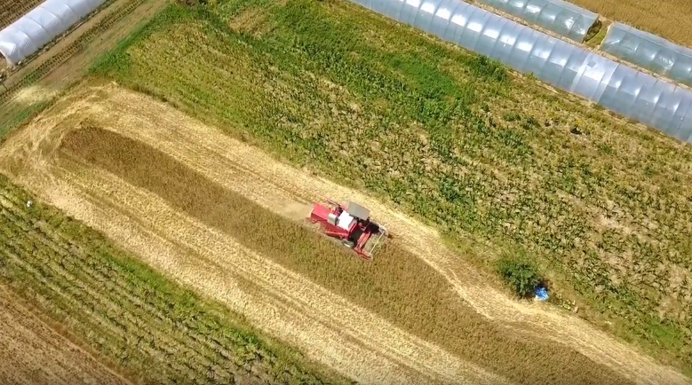 TRAGEDIJA: Poginuo prevozeći žito