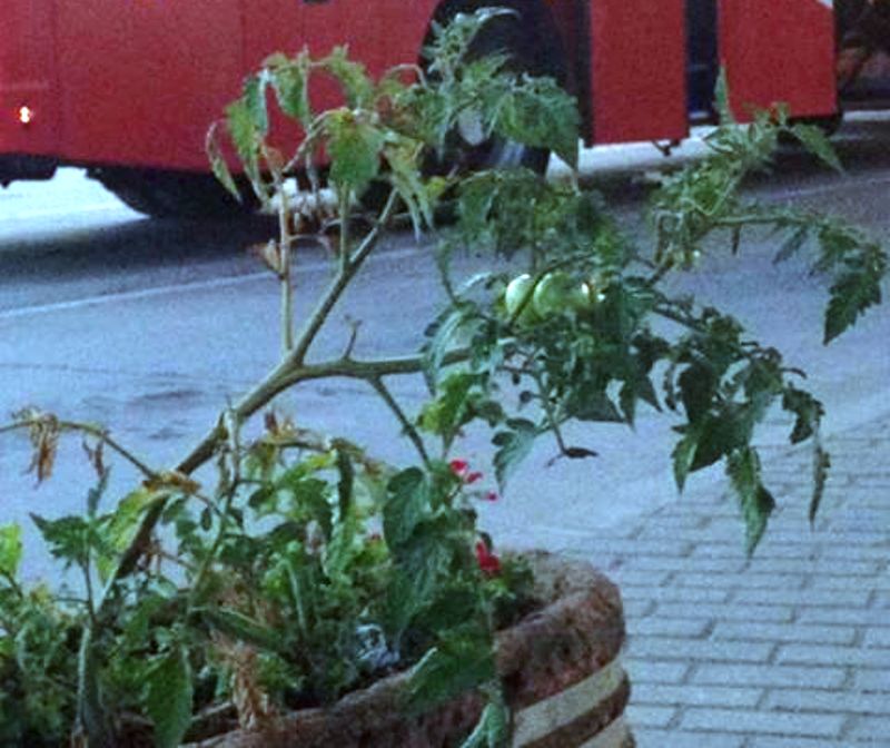 Ko uzgaja paradajz na leskovačkoj autobuskoj stanici?