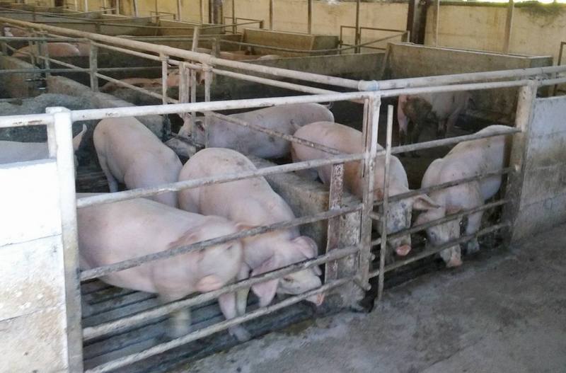 Uzgajivači svinja: Raste otkupna cena tovljenika, poskupeće meso u prodavnicama