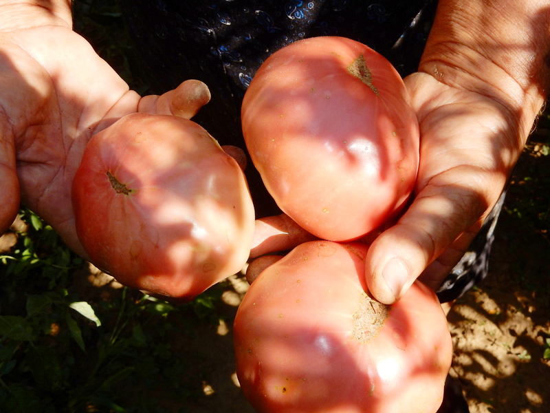 Poljoprivrednici sutra u 10 sati u centru Leskovca dele besplatno paradajz, cena pala na 10 dinara