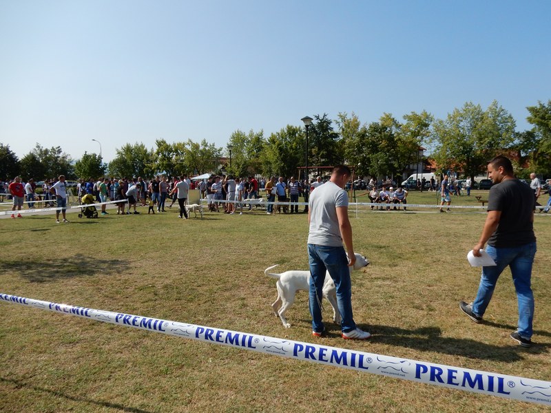 Pas Saše Tošića proglašen najlepšim na izložbi u Leskovcu