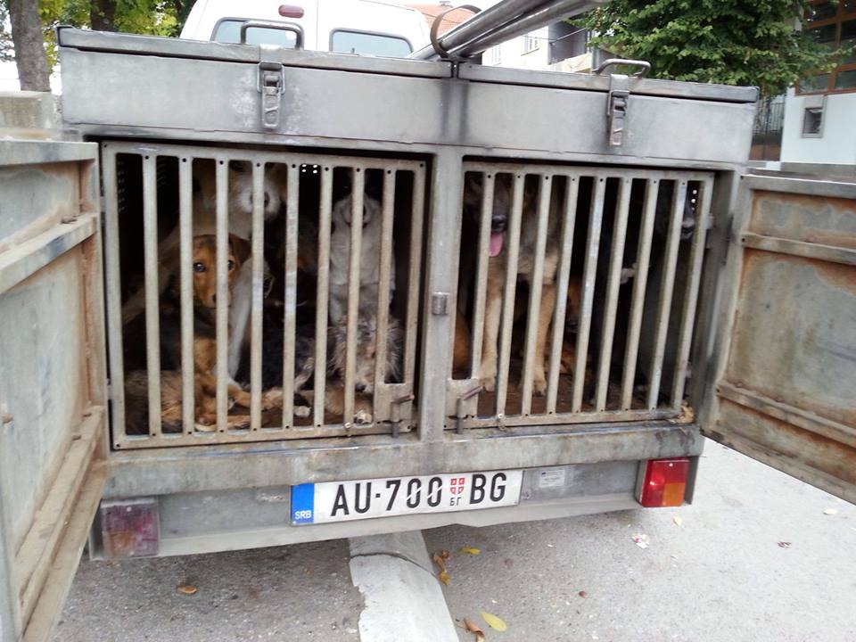 Protest udruženja za zaštitu životinja u Vranju zbog dolaska beogradske Avenije MB