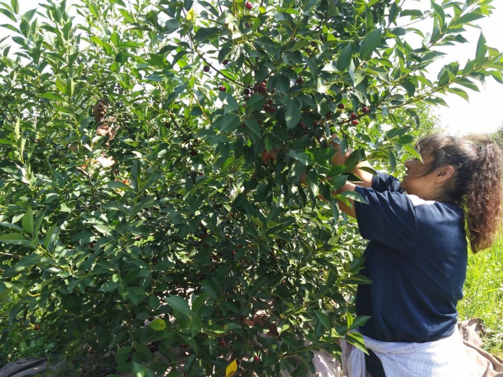 Berba višanja počinje, proizvođači zabrinuti zbog otkupne cene (OD 30 DO 60 DINARA?!)