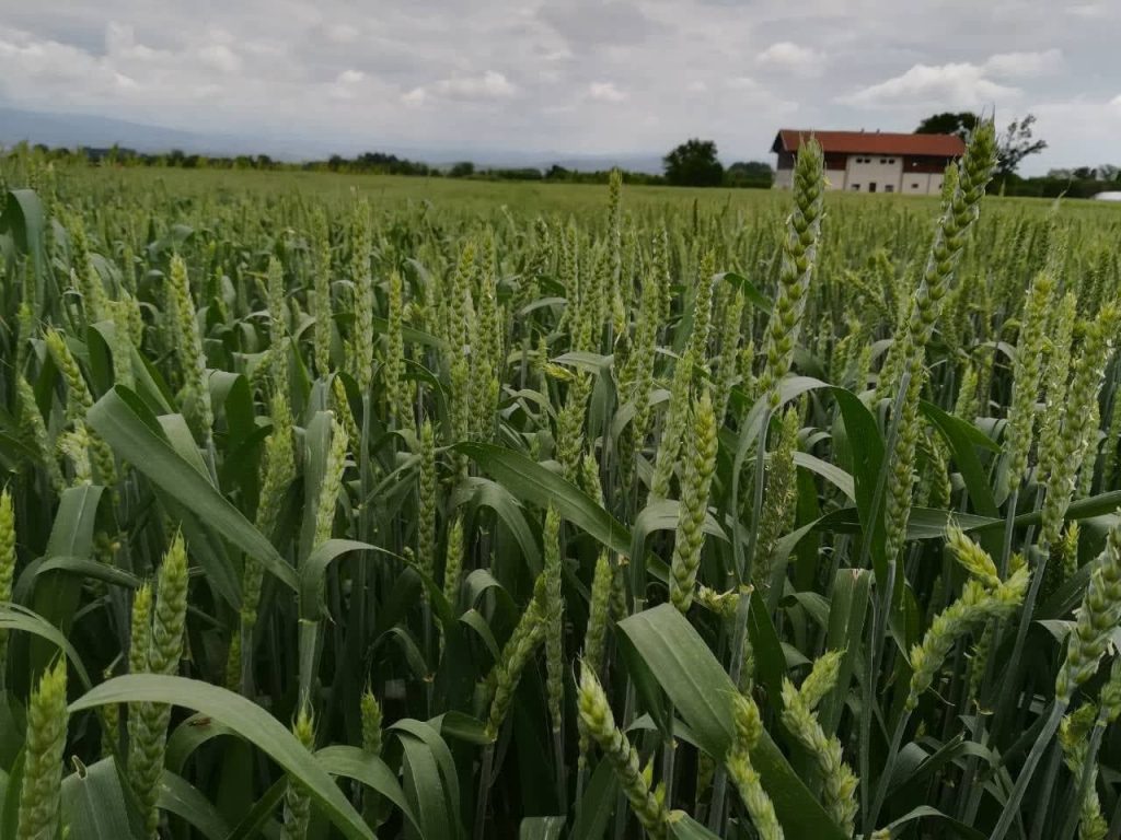 Počinje žetva pšenice u Jablaničkom okrugu, prinosi ispod očekivanih