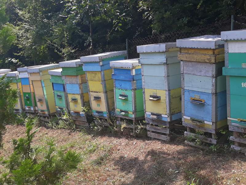 Podsticaji za pčelare, 800 dinara po košnici