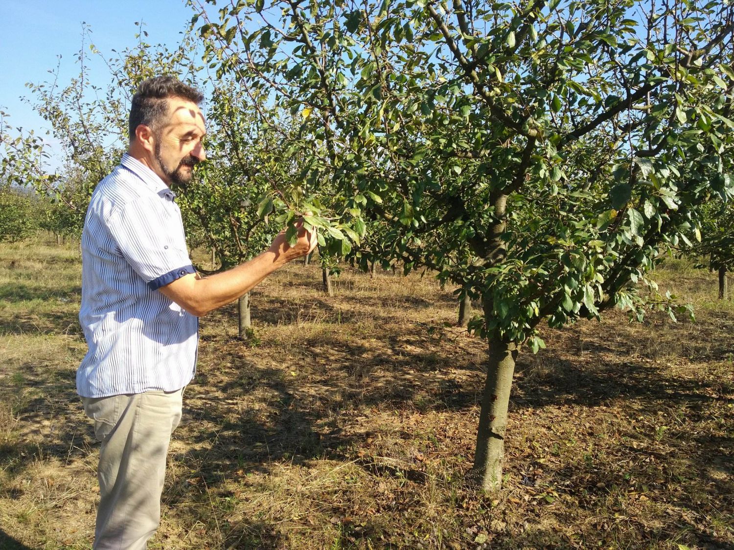 Prva organska rakija u Srbiji od organskih šljiva