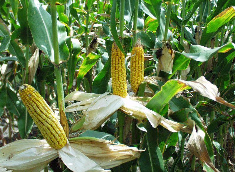 Znatan skok cena kukuruza, soje i pšenice na berzi