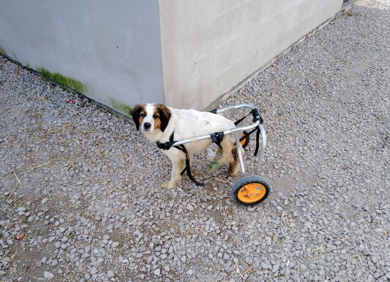 Pas invalid Dragana traži novi dom