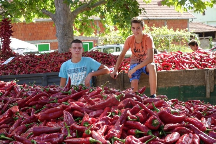 NAUČNICI UPOZORAVAJU: U Leskovcu ćemo umesto paprika brati banane!